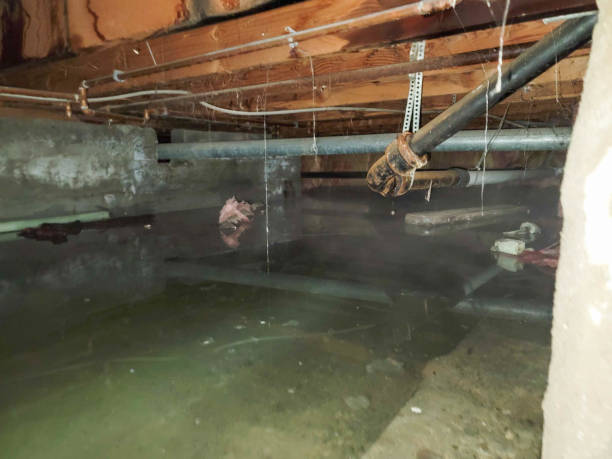 Best Water damage restoration process  in Lockland, OH